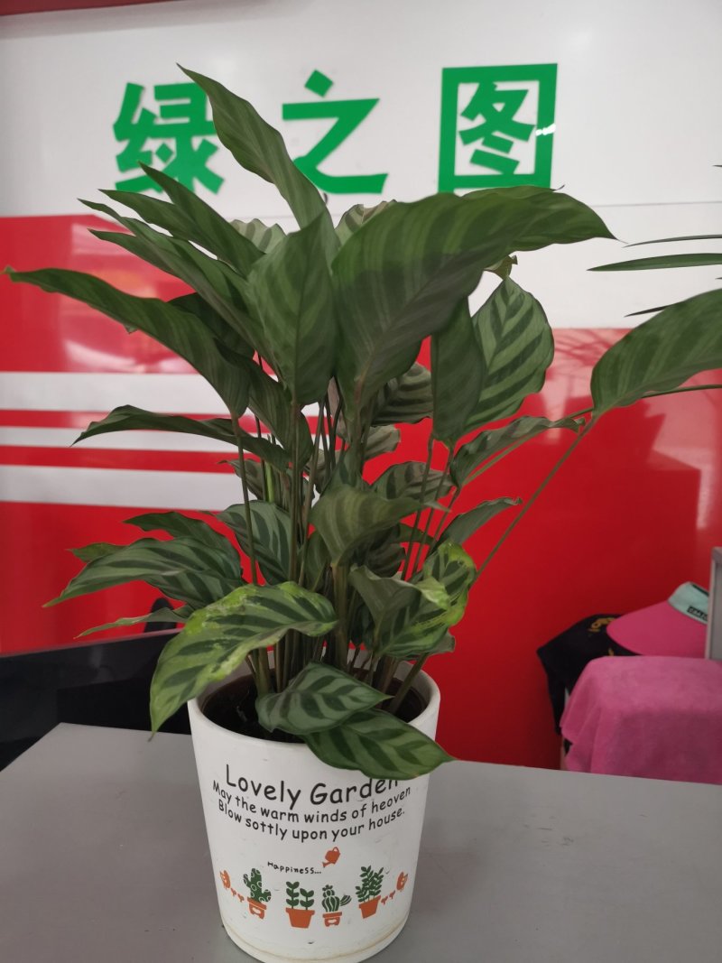 90盆新飞羽竹芋室内观叶植物110/140盆载耐摆放