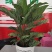 90盆新飞羽竹芋室内观叶植物110/140盆载耐摆放