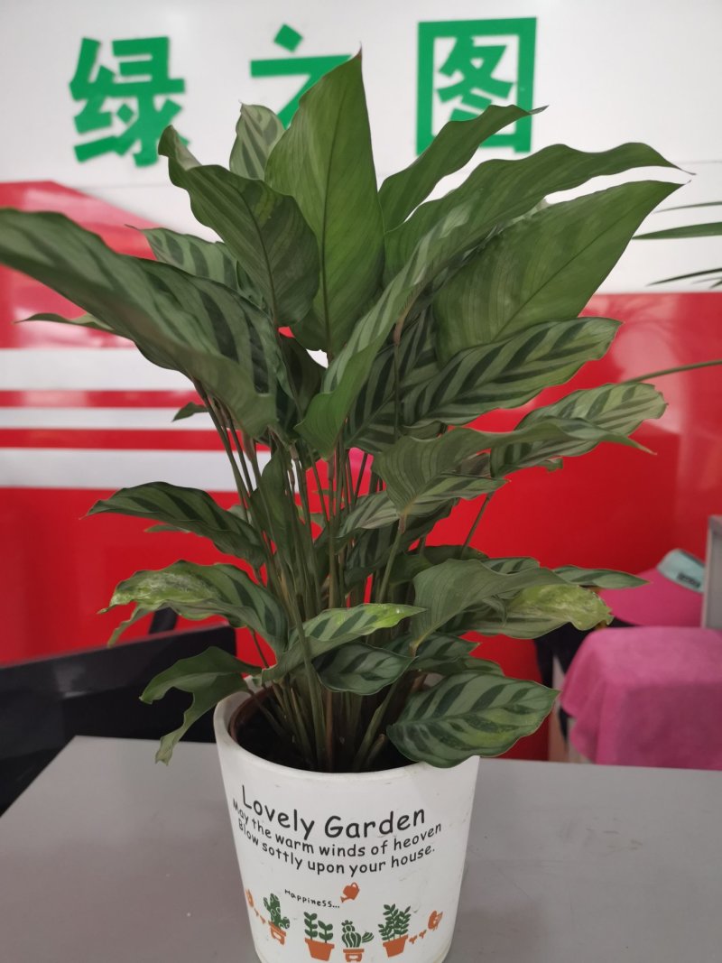 90盆新飞羽竹芋室内观叶植物110/140盆载耐摆放