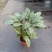 90盆新飞羽竹芋室内观叶植物110/140盆载耐摆放