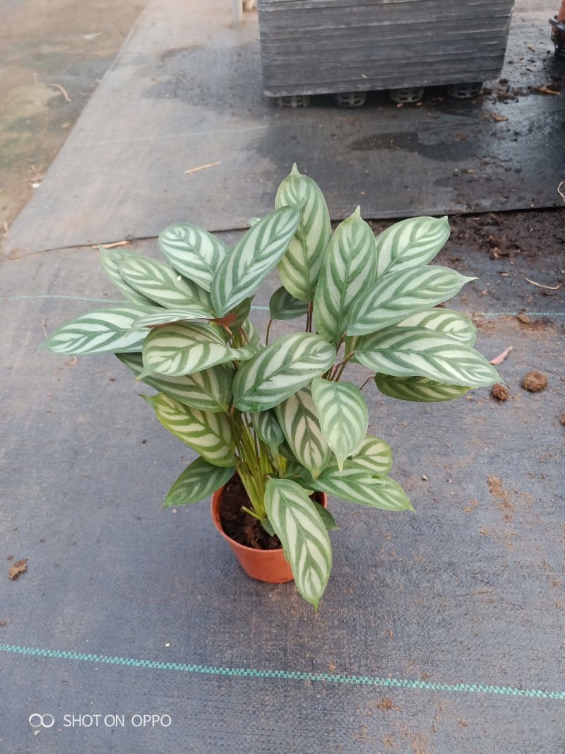 90盆新飞羽竹芋室内观叶植物110/140盆载耐摆放