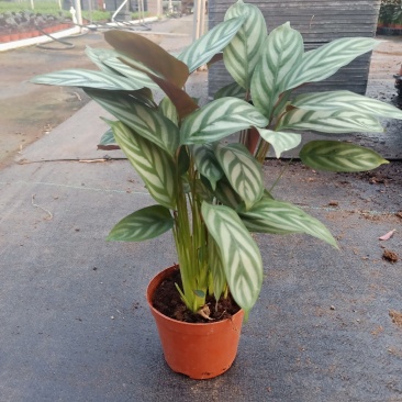 90盆新飞羽竹芋室内观叶植物110/140盆载耐摆放