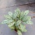 90盆新飞羽竹芋室内观叶植物110/140盆载耐摆放
