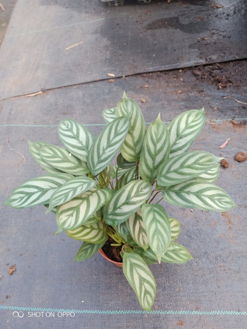 90盆新飞羽竹芋室内观叶植物110/140盆载耐摆放