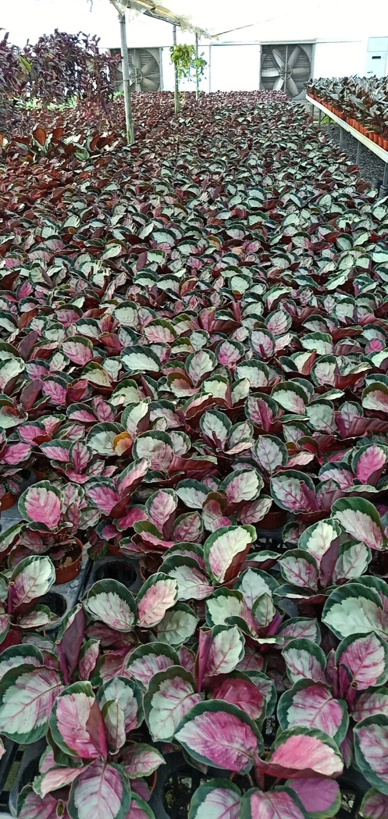 90盆新飞羽竹芋室内观叶植物110/140盆载耐摆放