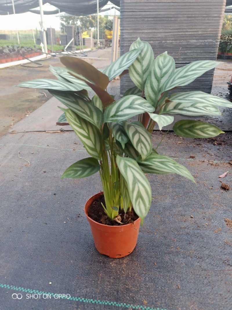 90盆新飞羽竹芋室内观叶植物110/140盆载耐摆放