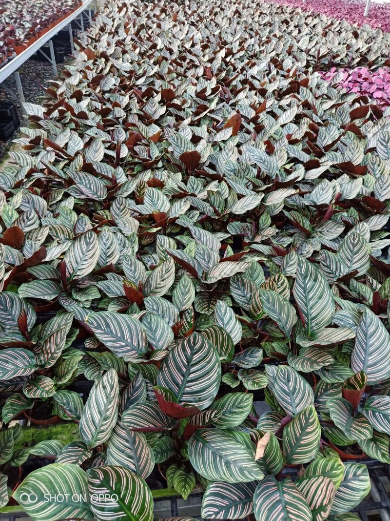 90盆新飞羽竹芋室内观叶植物110/140盆载耐摆放