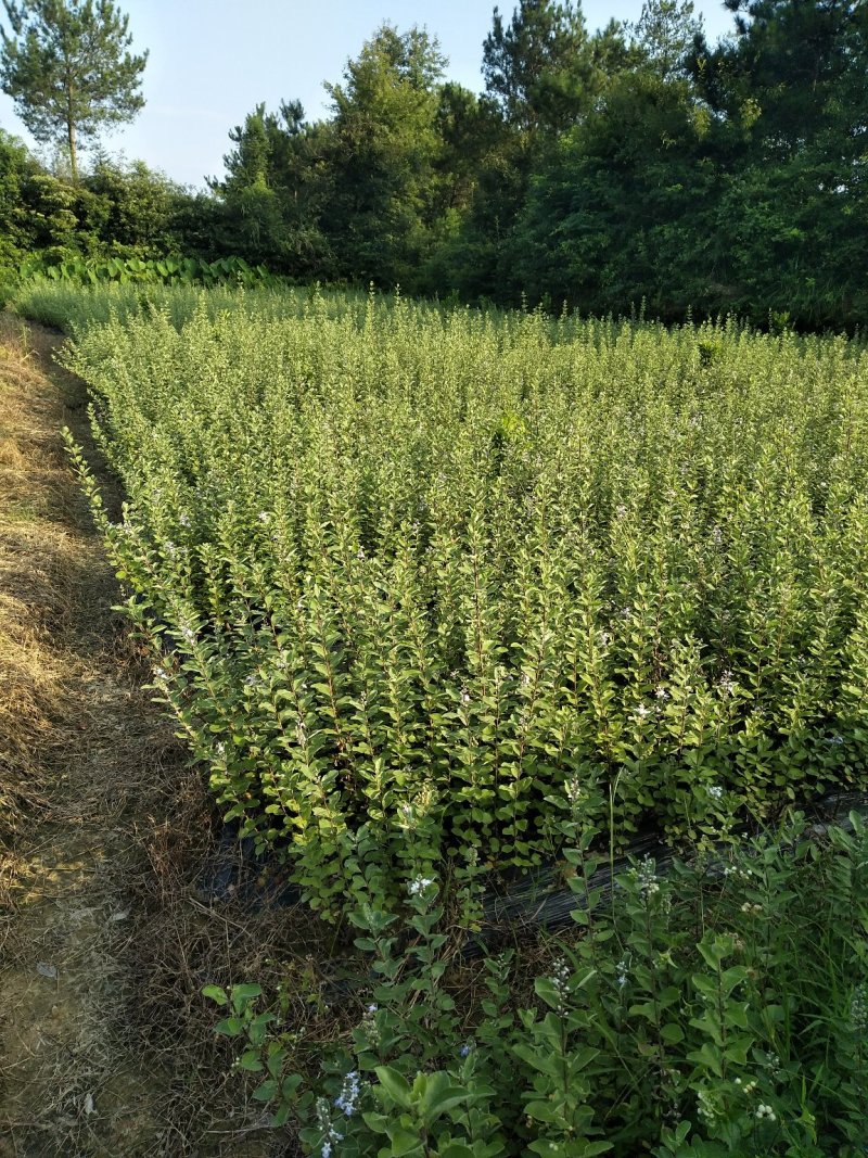 单叶蔓荆子苗，水捻子苗，实生苗