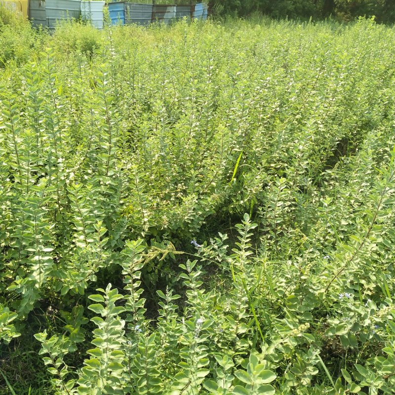 单叶蔓荆子苗，水捻子苗，实生苗