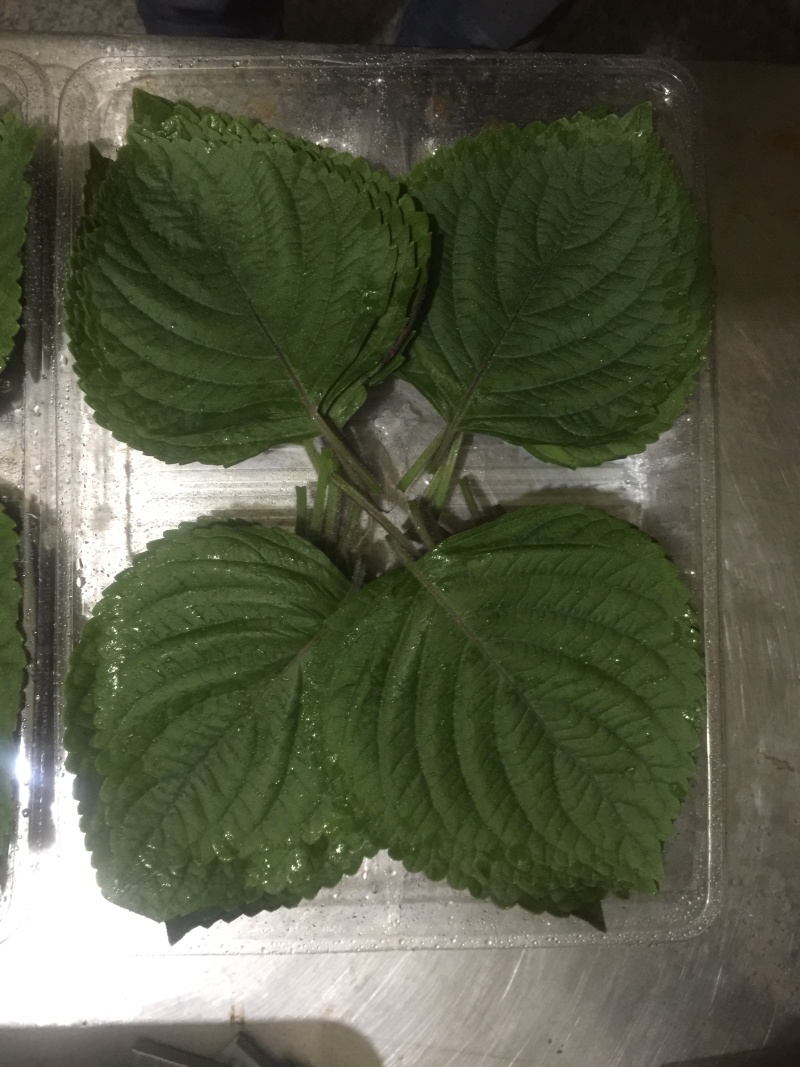 新鲜苏子叶
