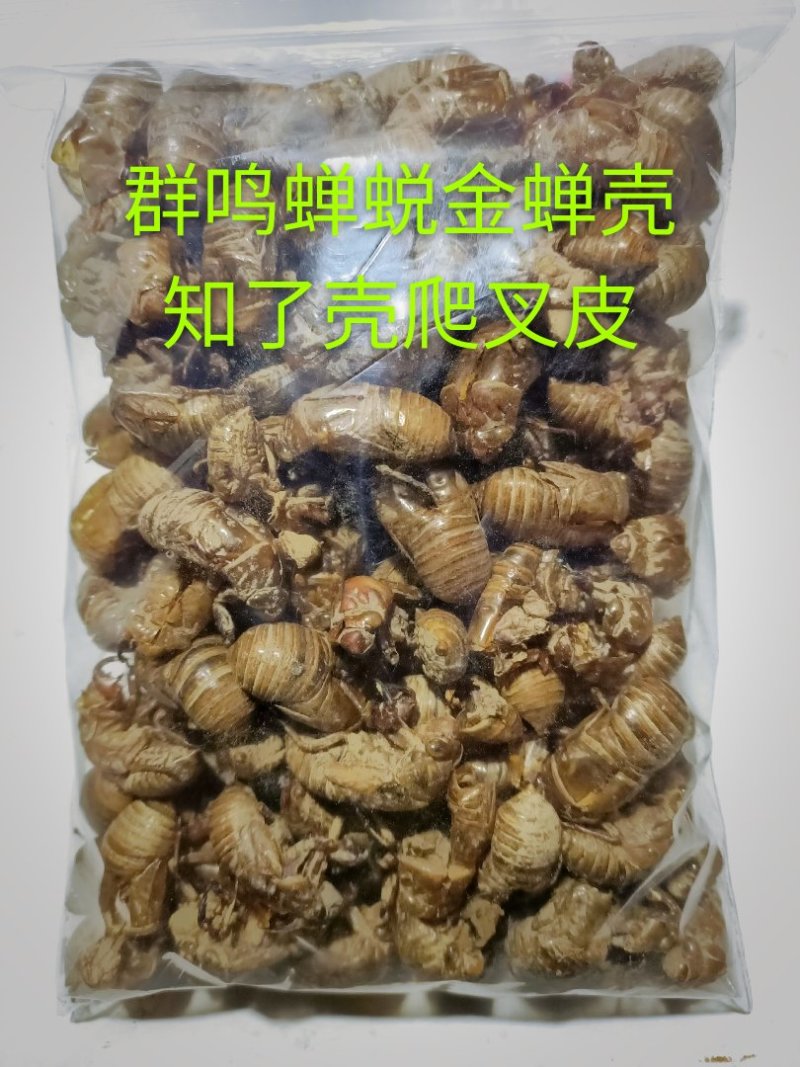 蝉蜕虫螁金蝉壳金蝉皮蝉壳蝉皮蝉衣知了壳知了皮爬叉壳爬叉皮