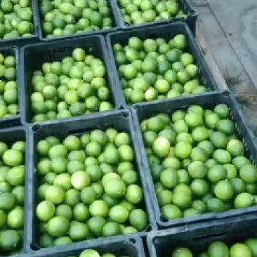 台湾无籽青柠檬大量常年批发零售
