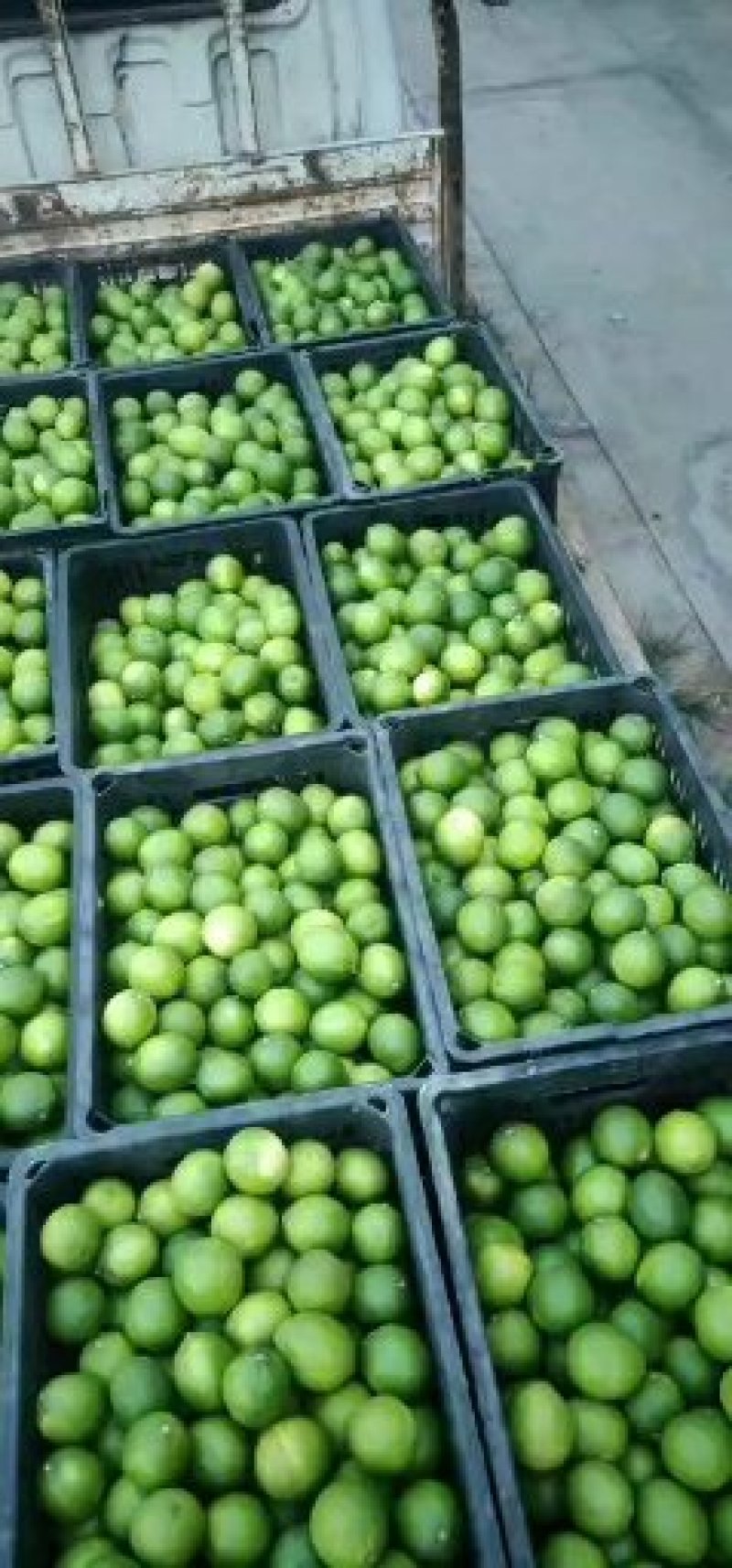 台湾无籽青柠檬大量常年批发零售