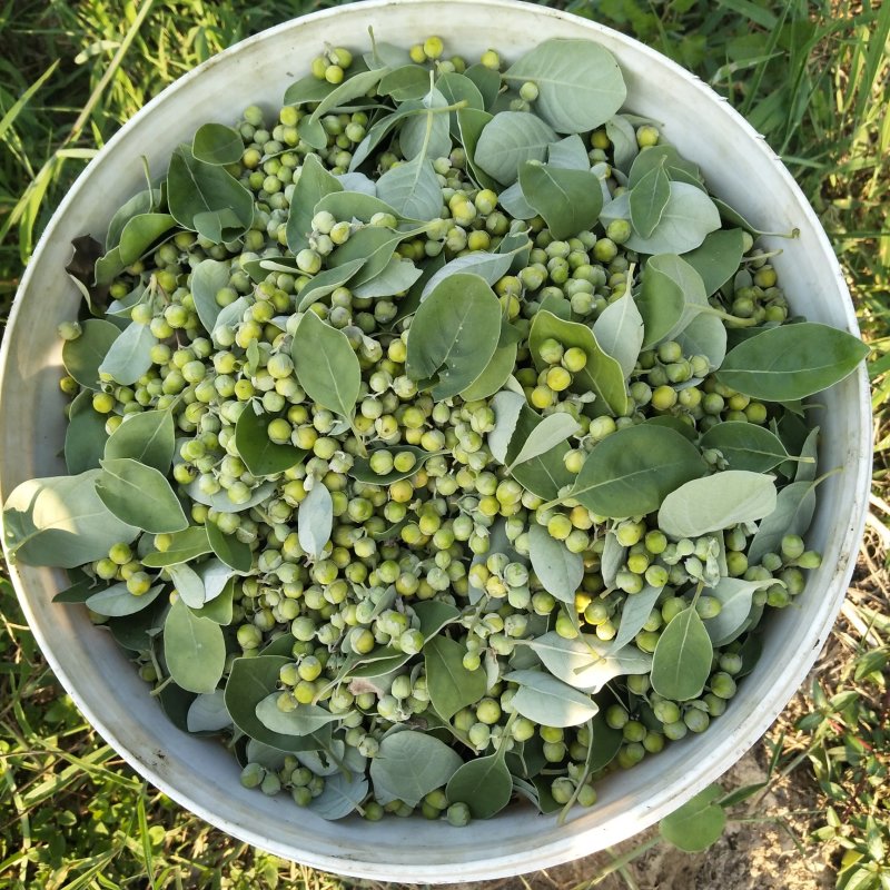 蔓荆子苗，江西单叶蔓荊子苗