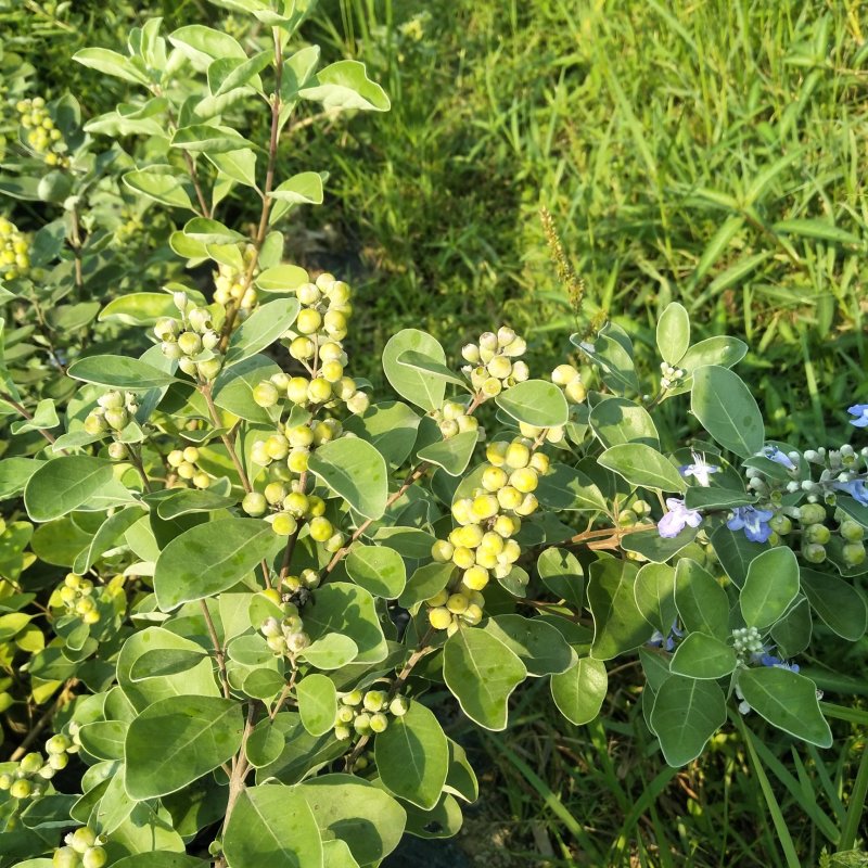 蔓荆子苗，江西单叶蔓荊子苗