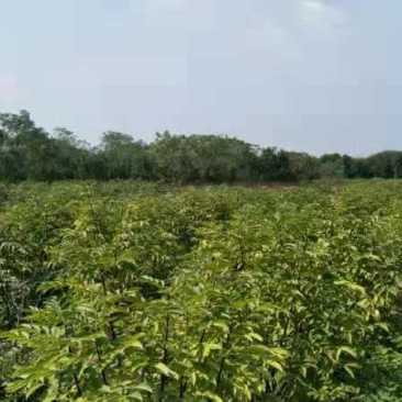 江西正宗中花吴茱萸苗，茶腊苗