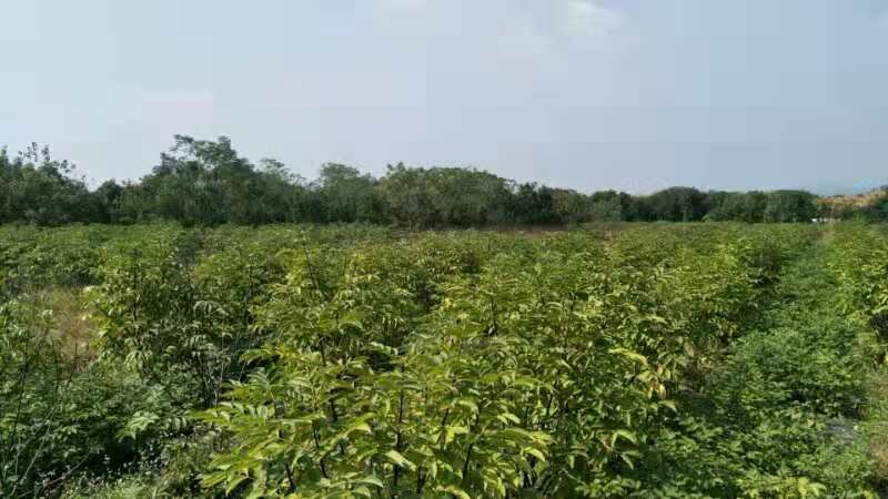 江西正宗中花吴茱萸苗，茶腊苗