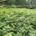 江西正宗中花吴茱萸苗，茶腊苗