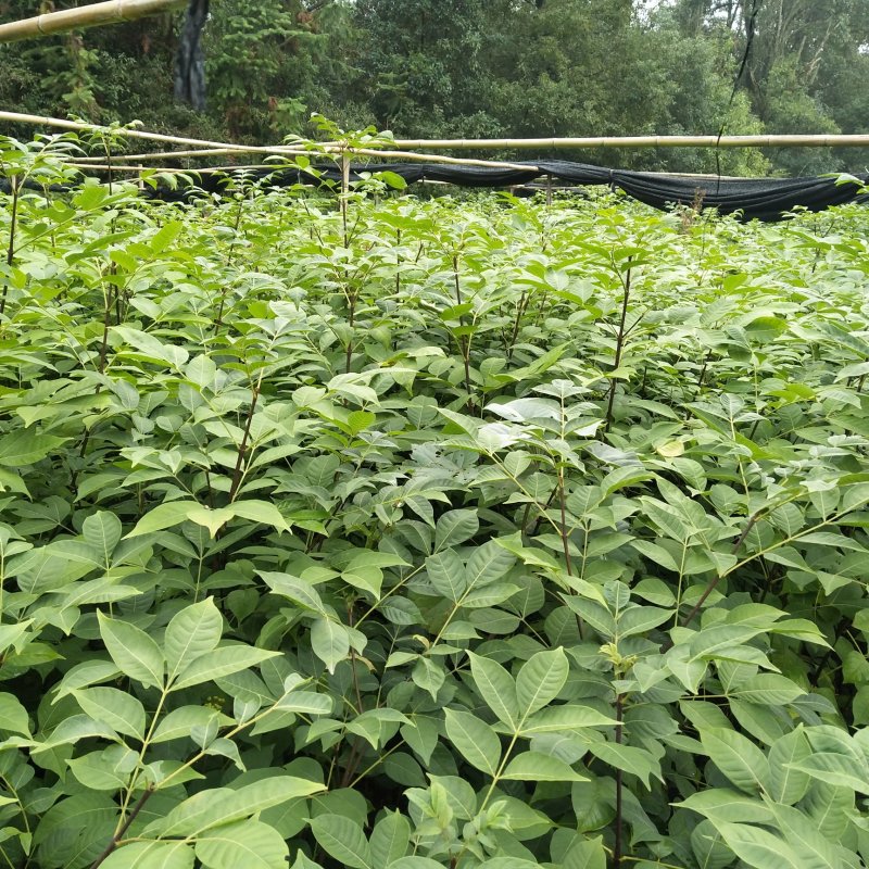 江西正宗中花吴茱萸苗，茶腊苗