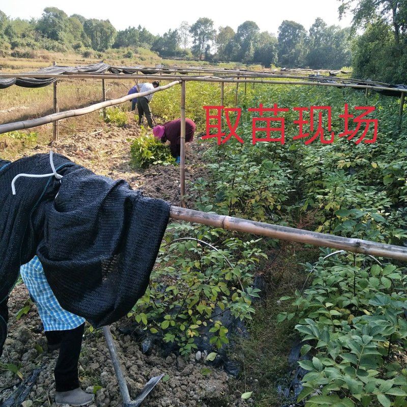 江西正宗中花吴茱萸苗，茶腊苗