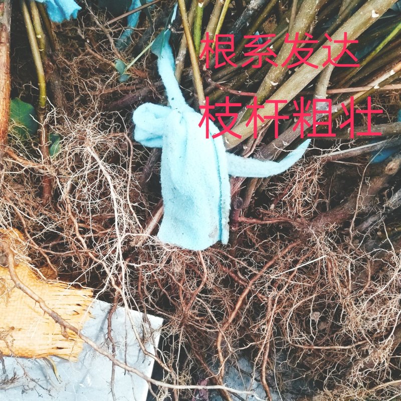 江西正宗中花吴茱萸苗，茶腊苗