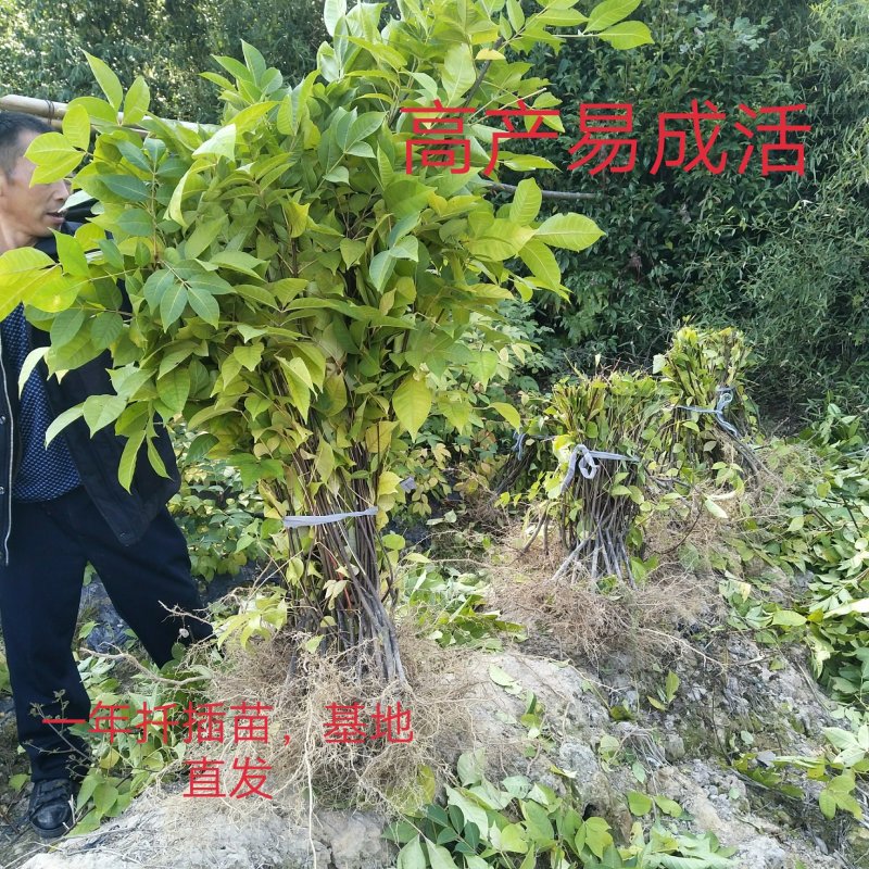 江西正宗中花吴茱萸苗，茶腊苗