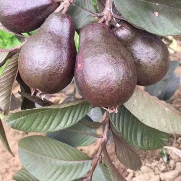 红叶芭乐番石榴苗，种植当年结果