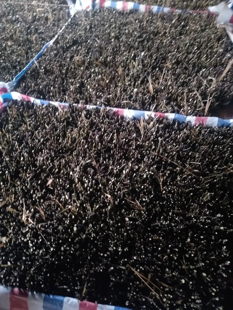 江西中花吴茱萸枝条，茶腊枝条