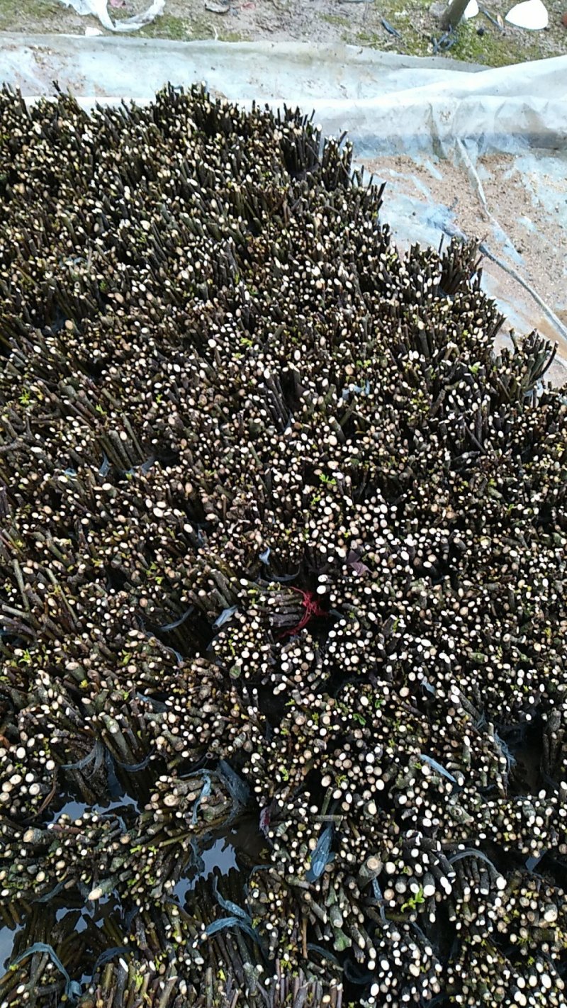 江西中花吴茱萸枝条，茶腊枝条