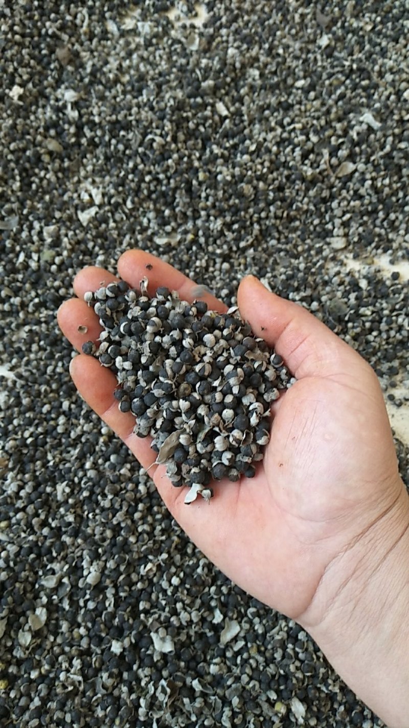 江西单叶蔓荆子干品(年后可发货)