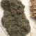 野生药材鹅不食草干货11元一斤10斤包邮