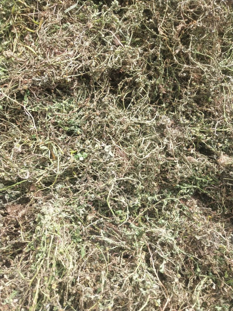 野生药材鹅不食草干货11元一斤10斤包邮