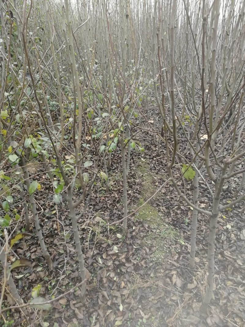 好吃的梨子—秋阳梨基地发货保湿邮寄！山东泰山区