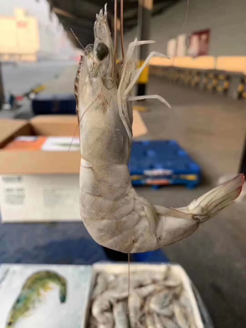 厄瓜多尔青虾
