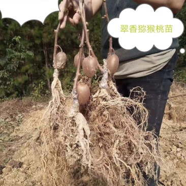 翠香，徐香，金艳，金福，红阳猕猴桃苗