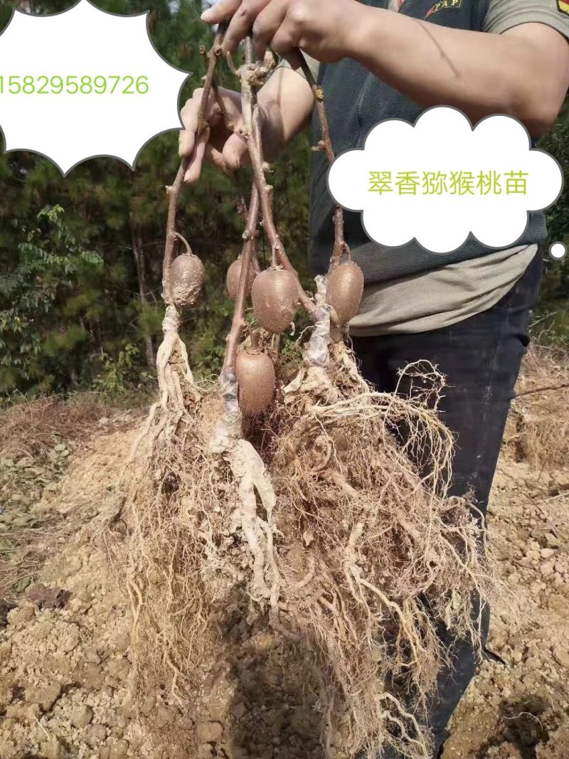 翠香，徐香，金艳，金福，红阳猕猴桃苗