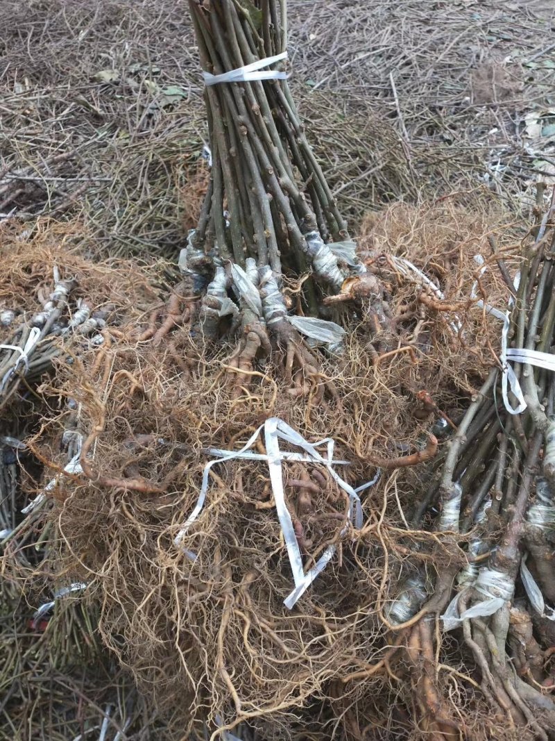 翠香，徐香，金艳，金福，红阳猕猴桃苗