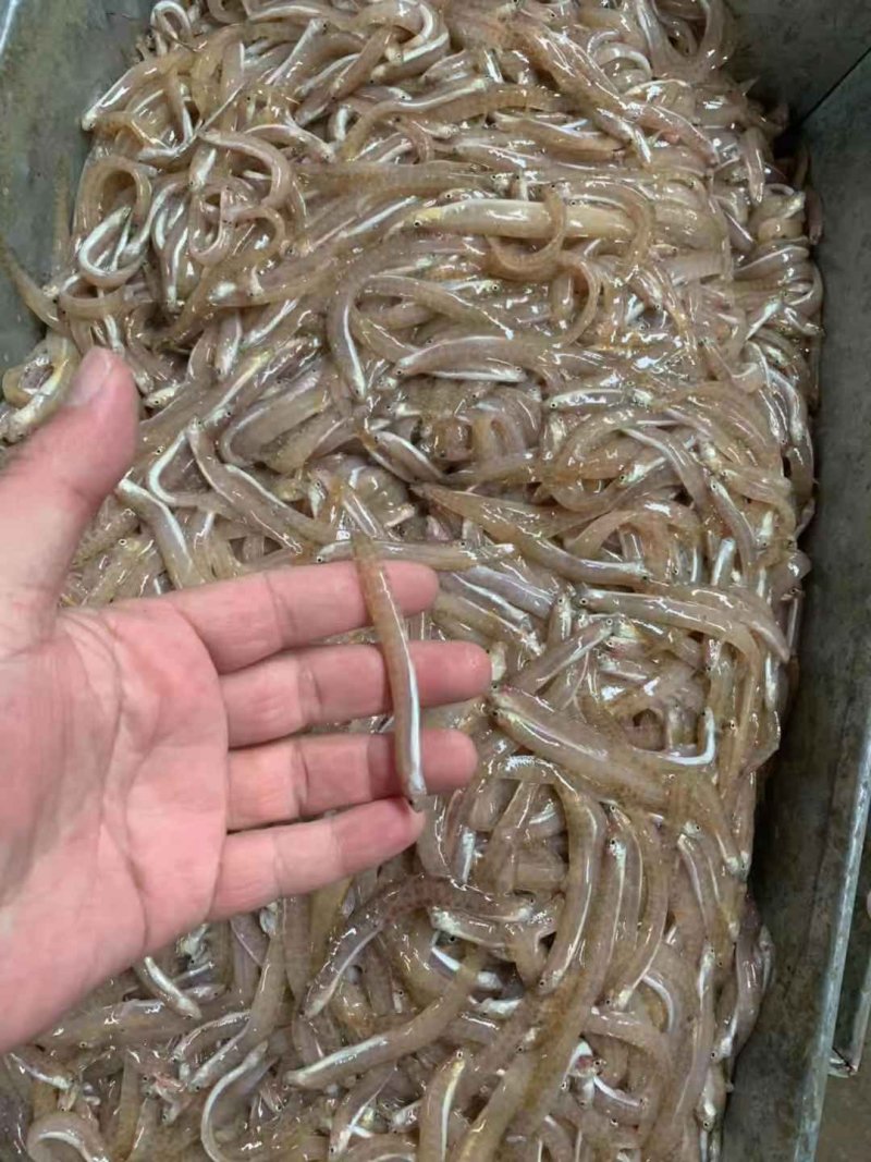 高粱叶皮条