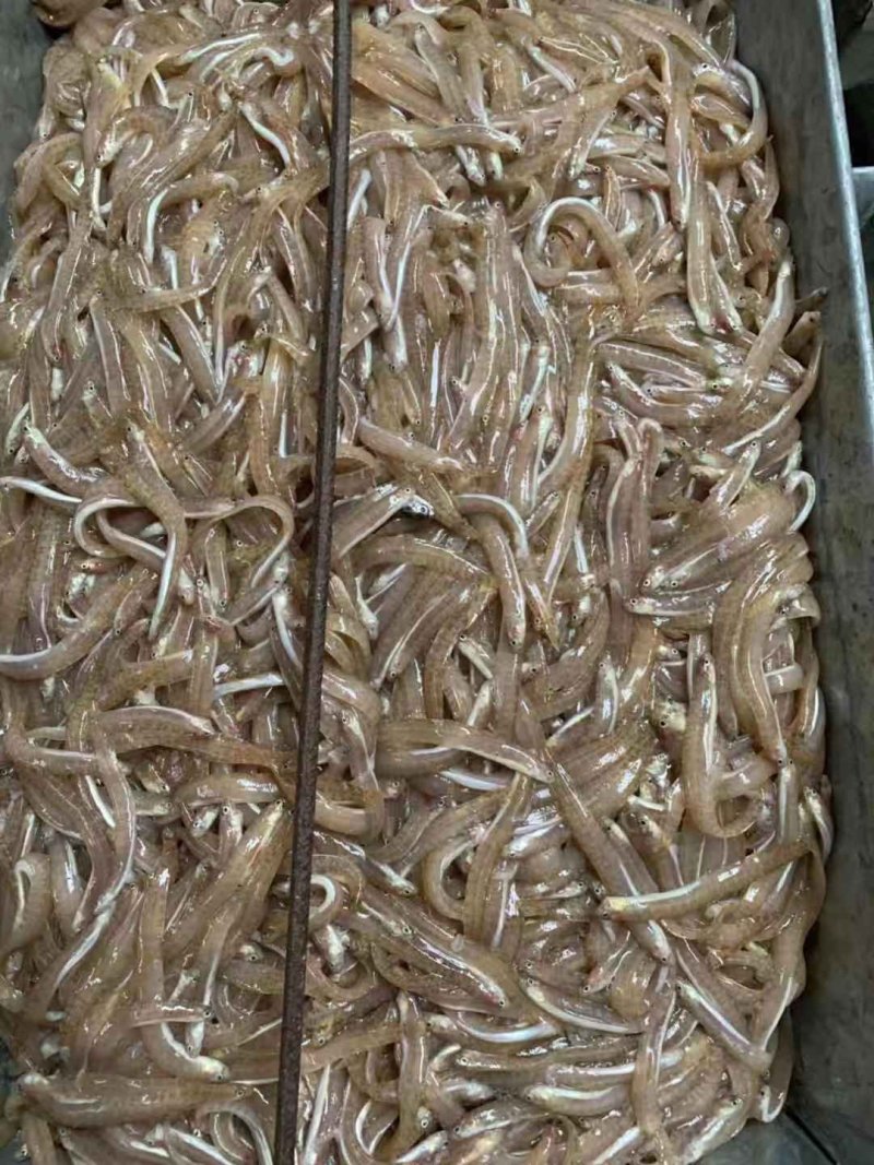 高粱叶皮条