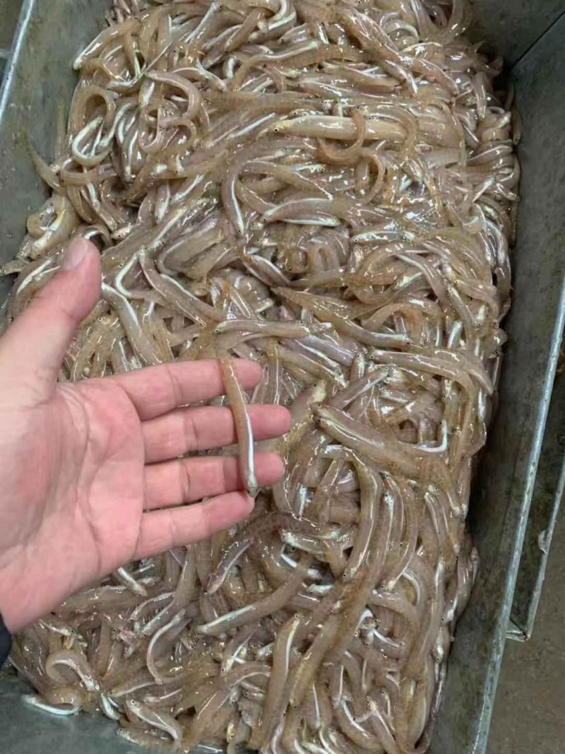 高粱叶皮条