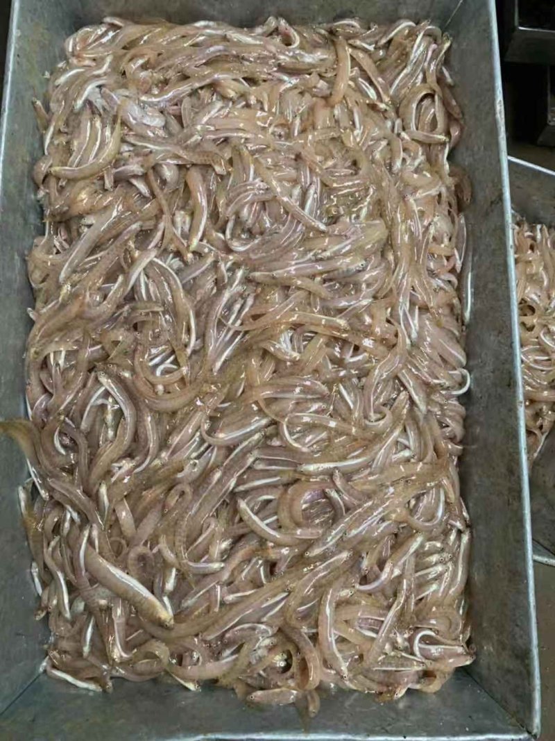 高粱叶皮条