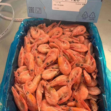 北极甜虾