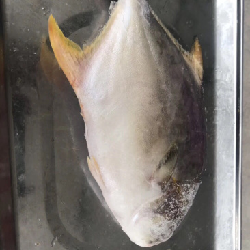 金鲳鱼