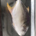 金鲳鱼