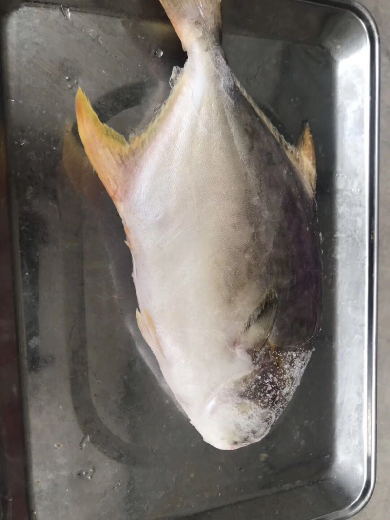 金鲳鱼