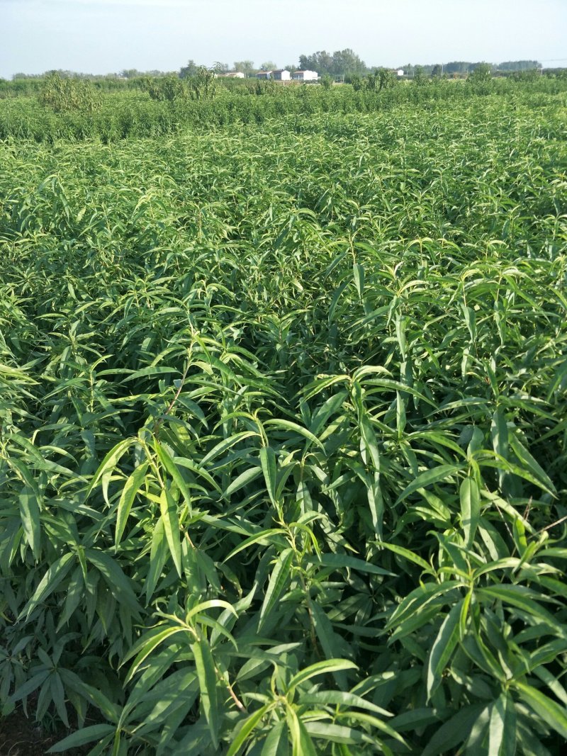 桃苗早晚熟品种一代嫁接现挖现卖（突围，黄金蜜，油桃等）