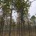 楸树10，12，15，18公分楸树种植基地