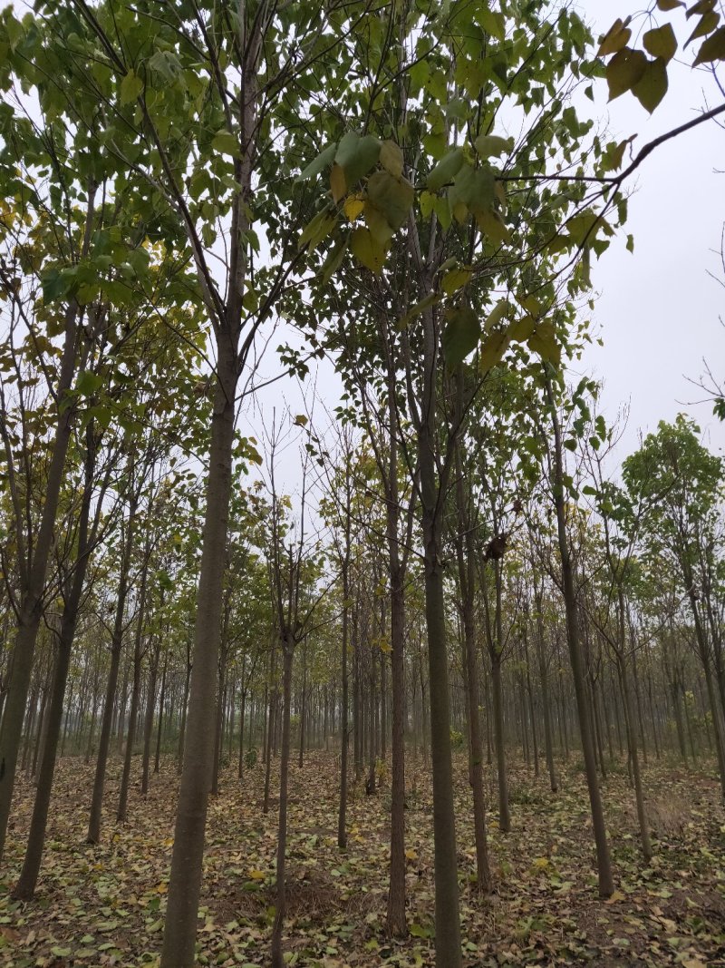 楸树10，12，15，18公分楸树种植基地