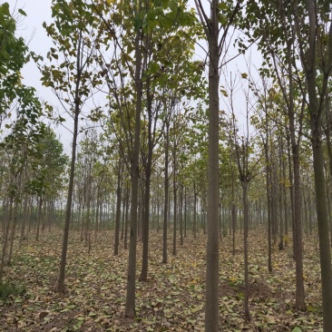 楸树10，12，15，18公分楸树种植基地