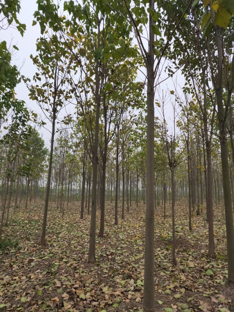 楸树10，12，15，18公分楸树种植基地